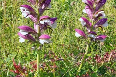 Spiny Bear's Breeches [Acanthus spinosus]