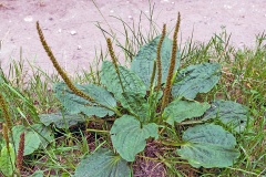 Broadleaf Plantain [Plantago major]