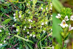 Eyebright [Euphrasia sp.]