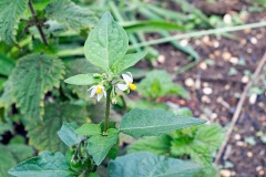 Black Nightshade [Solanum nigrum]