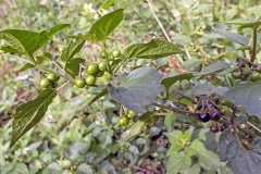 Black Nightshade [Solanum nigrum]