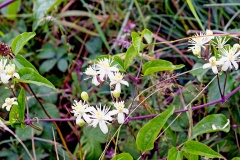 Old Man’s Beard (or Traveller’s Joy) [Clematis vitalba]