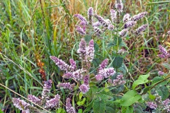 Apple Mint [Mentha suaveolens]