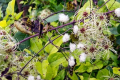 Old Man’s Beard (or Traveller’s Joy) [Clematis vitalba]