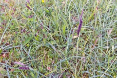 Glaucous Sedge [Carex flacca]