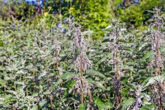 Stinging Nettle [Urtica dioica]