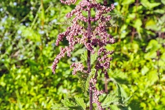 Stinging Nettle [Urtica dioica]