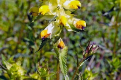 Yellow Rattle [Rhinanthus minor]