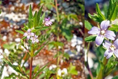 American Willowherb [Epilobium ciliatum]