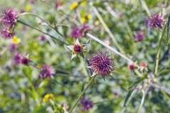 Herb Bennett (or Wood Avens) [Geum urbanum]