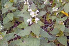 White Dead-nettle [Lamium album]