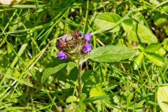 Self-heal [Prunella vulgaris]