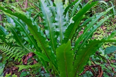Hart's-tongue fern [Asplenium scolopendrium]