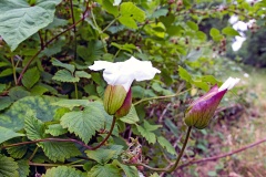 Large Bindweed [Calystegia silvatica]