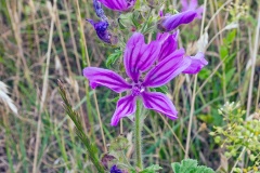 Common Mallow [Malva sylvestris]