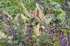 Wood Sage [Teucrium scorodonia]