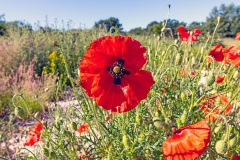 Common Poppy [Papaver rhoeas]