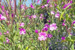 Great Willowherb [Epilobium hirsutum]