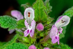 Red Dead-nettle [Lamium purpureum]