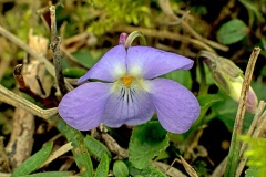 Sweet Violet [Viola odorata]
