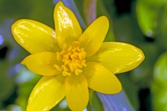 Lesser Celandine [Ficaria verna]