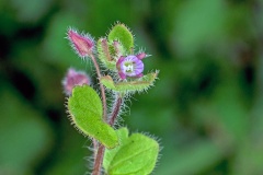 Small (or False) Ivy-leaved Speedwell [Veronica sublobata]