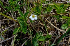 Wild Strawberry [Fragaria vesca]