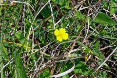Tormentil [Potentilla erecta]