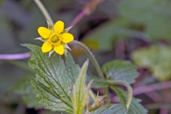 Herb Bennett [Geum urbanum]