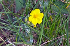 Common Rock-rose [Helianthemum nummularium]