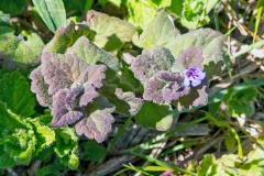 Ground Ivy [Glechoma hederacea]