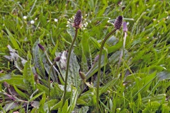 Ribwort Plantain [Plantago lanceolata]