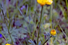 Bulbous Buttercup [Ranunculus bulbosus]