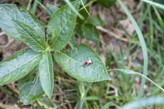Dog's Mercury [Mercurialis perennis]