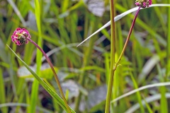 Salad Burnet [Sanguisorba minor]