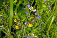 Wild Strawberry [Fragaria vesca]