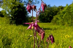Common Columbine [Aquilegia vulgaris]