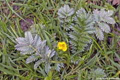 Silverweed [Potentilla anserina]