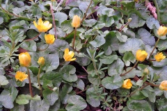Lesser Celandine [Ficaria verna]