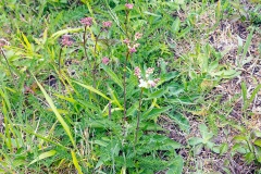 Dropwort [Filipendula vulgaris]