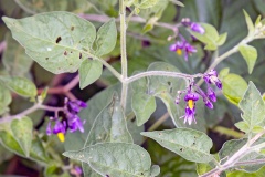 Bittersweet [Solanum dulcamara]