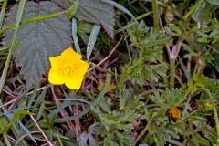 Meadow Buttercup [Ranunculus acris]