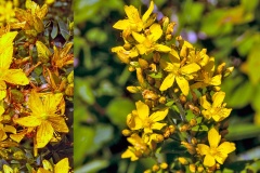 Perforate St John's-wort [Hypericum perforatum] and  Hairy St John's-wort [Hypericum hirsutum]