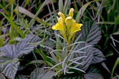 Common Toadflax [Linaria vulgaris]