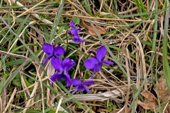 Sweet Violet [Viola odorata]