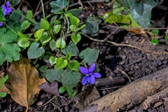 Common Dog-violet [Viola riviniana]