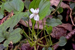 Sweet White Violet [Viola blanda]