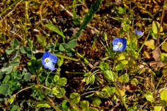 Common Field Speedwell [Veronica persica]