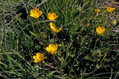Creeping Buttercup [Ranunculus repens]