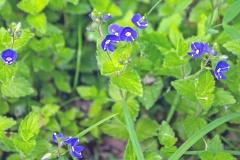 Germander Speedwell [Veronica chamaedrys]